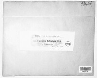 Ravenelia sydowiana image